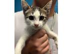 Adopt Sprite a Domestic Short Hair