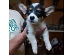 Adopt Daphne a Corgi