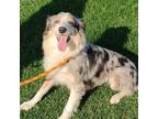 Adopt Charli a Australian Shepherd
