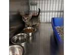 Adopt Peanut a Domestic Short Hair