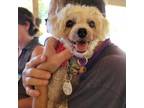 Adopt Zoey Meringue a Yorkshire Terrier