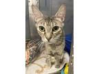 Adopt Okra a Domestic Short Hair