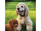 Adopt Scarlett a Cocker Spaniel