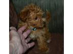 Adopt Libby a Poodle, Bichon Frise