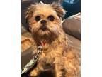 Adopt Maddy a Brussels Griffon