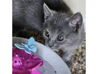 Adopt Rascal a Domestic Short Hair