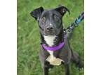 Adopt Fiona a Labrador Retriever, Mixed Breed