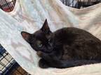 Adopt LINDA a Domestic Short Hair