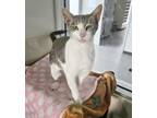 Adopt Madeleine a Domestic Short Hair