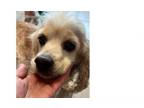 Adopt Amber a Cocker Spaniel