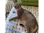 Adopt Goldie a Domestic Short Hair