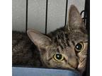 Adopt Churro a Domestic Short Hair