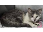 Adopt Shelby a Domestic Short Hair