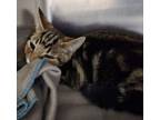 Adopt Suki a Domestic Short Hair