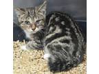 Adopt Sookie a Domestic Short Hair