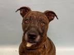Adopt Cooper a Pit Bull Terrier, Plott Hound