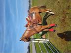Quarter Horse Filly. For Sale
