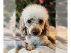 Poodle (Miniature) DOG FOR ADOPTION RGADN-1096013 - Spiderman - Poodle