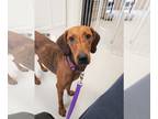 Coonhound DOG FOR ADOPTION RGADN-1173942 - Blondie *Prison Program - Coonhound