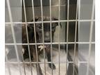 American Staffordshire Terrier Mix DOG FOR ADOPTION RGADN-1176467 - KIT KAT -