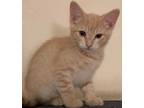 Adopt Coraline a Domestic Short Hair, Tabby