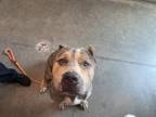 Adopt MIRA a Pit Bull Terrier