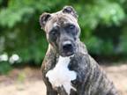 Adopt WILLOW a Plott Hound