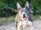 Adopt BATSY a Pit Bull Terrier