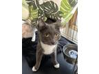 Adopt Midge a Domestic Short Hair