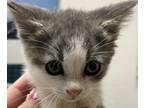 Adopt Pearl a Domestic Short Hair