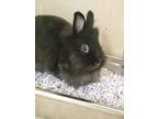 Adopt Quest a Bunny Rabbit