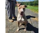 Adopt Kamino a Mixed Breed
