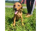 Adopt Lyra a Black Mouth Cur, Mixed Breed
