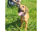 Adopt Galaxy a Black Mouth Cur, Mixed Breed