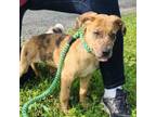 Adopt Nebula a Black Mouth Cur, Mixed Breed