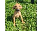Adopt Nova a Black Mouth Cur, Mixed Breed