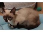 Adopt Bianca a Siamese