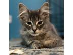 Adopt TS Beryl 9115 a Domestic Medium Hair