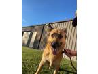 Adopt Paige a German Shepherd Dog