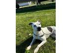 Adopt Tippy a Pit Bull Terrier, Australian Shepherd