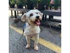 Adopt Giselle a Schnauzer