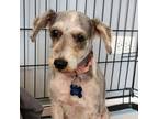 Adopt Cruella a Schnauzer