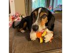 Adopt Minnie a Basset Hound, Mixed Breed