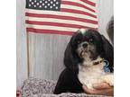 Adopt Gold a Shih Tzu