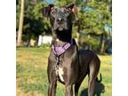 Adopt Agatha a Great Dane