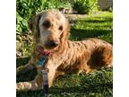 Adopt Ariel a Golden Retriever, Poodle