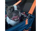 Adopt Plumber a Boston Terrier