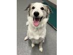 Adopt Brisket a Great Pyrenees