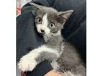 Adopt Sparkler a Domestic Short Hair
