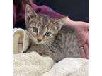 Adopt Nova a Domestic Short Hair